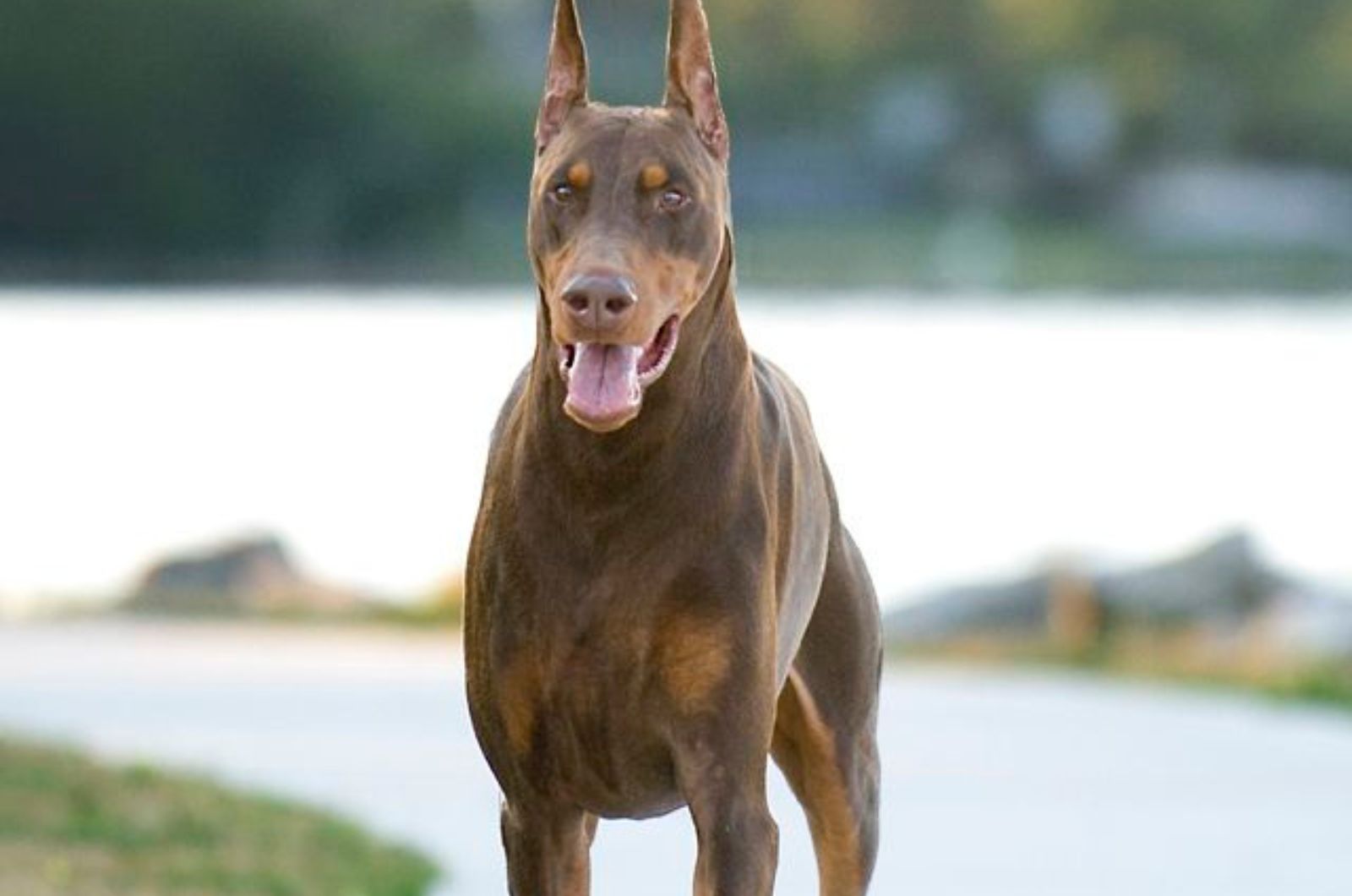 American Doberman Pinscher Standing