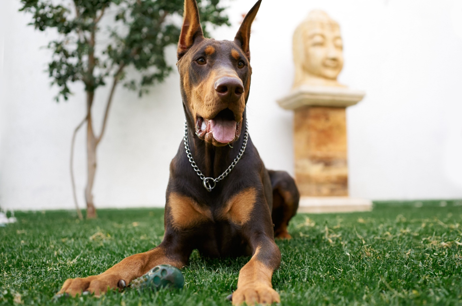 American Doberman