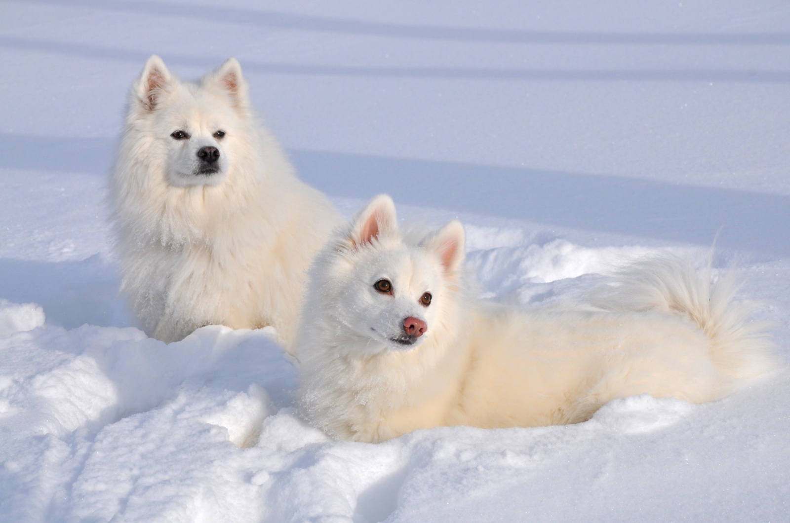 American Eskimo Dog