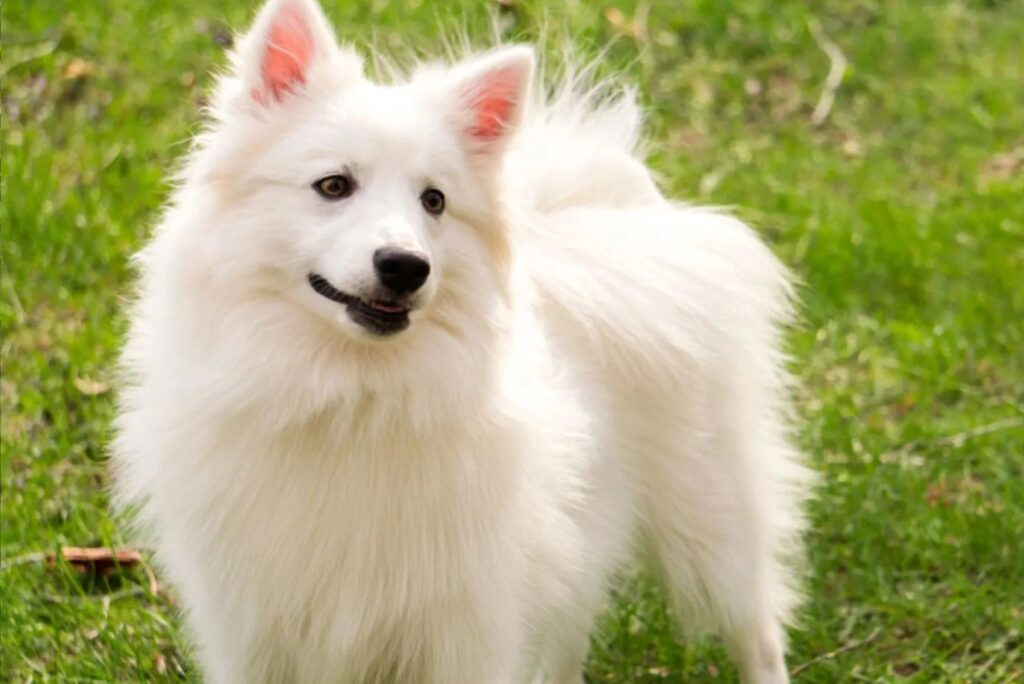 American Eskimo Dog