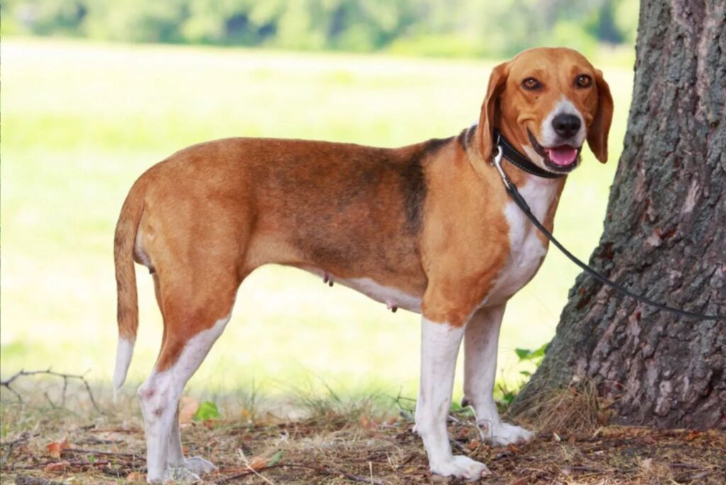 American Foxhound