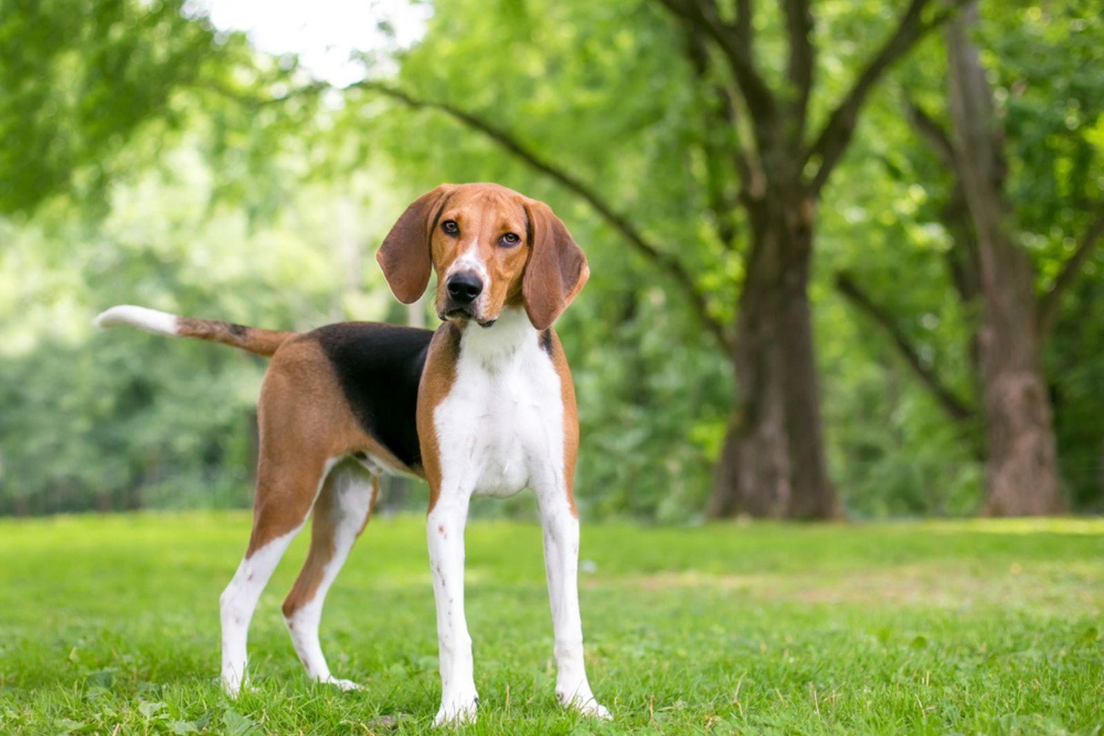 American Foxhound