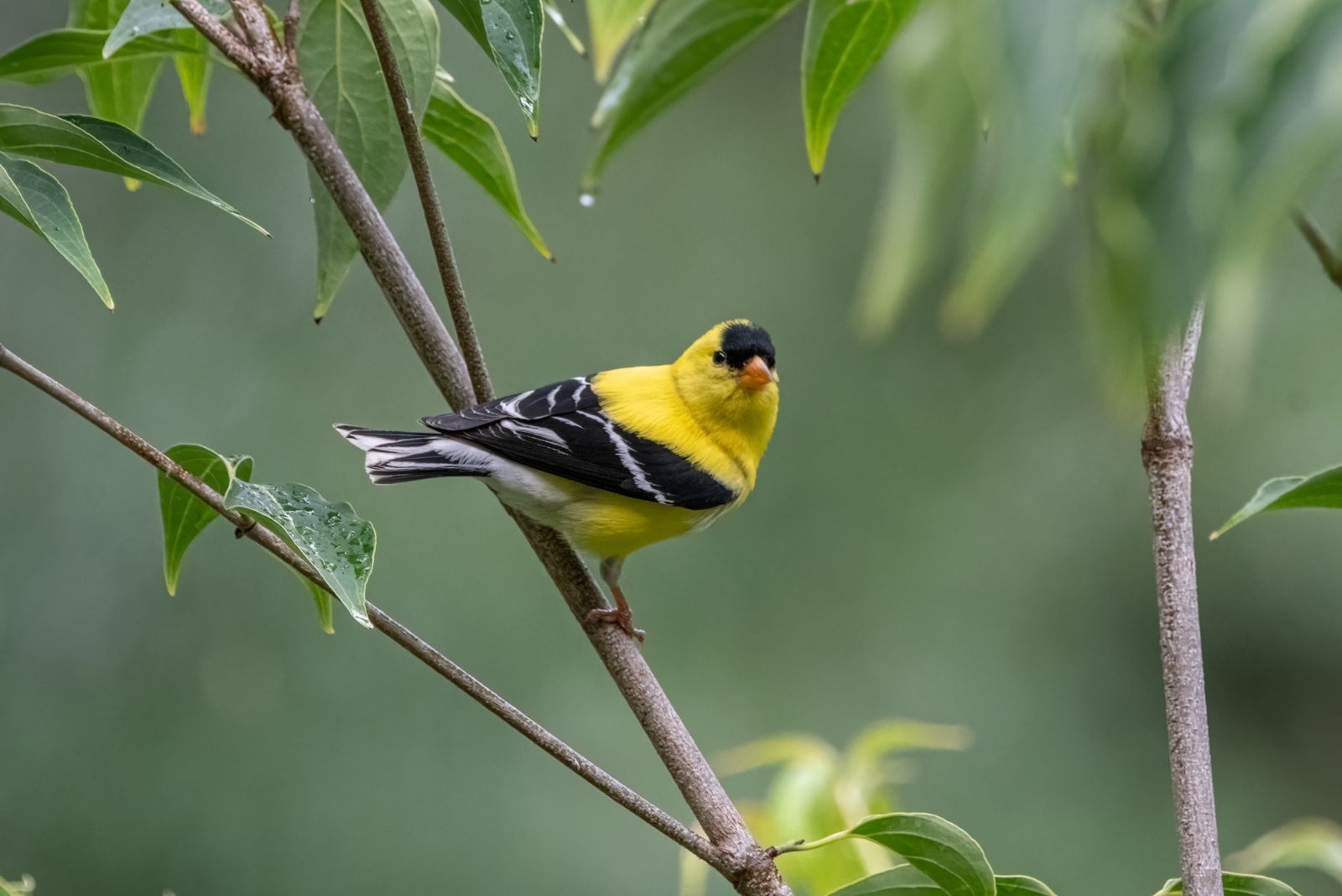 American Goldfinch