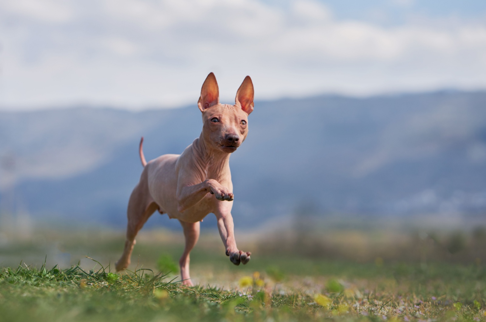 American Hairless Terrier