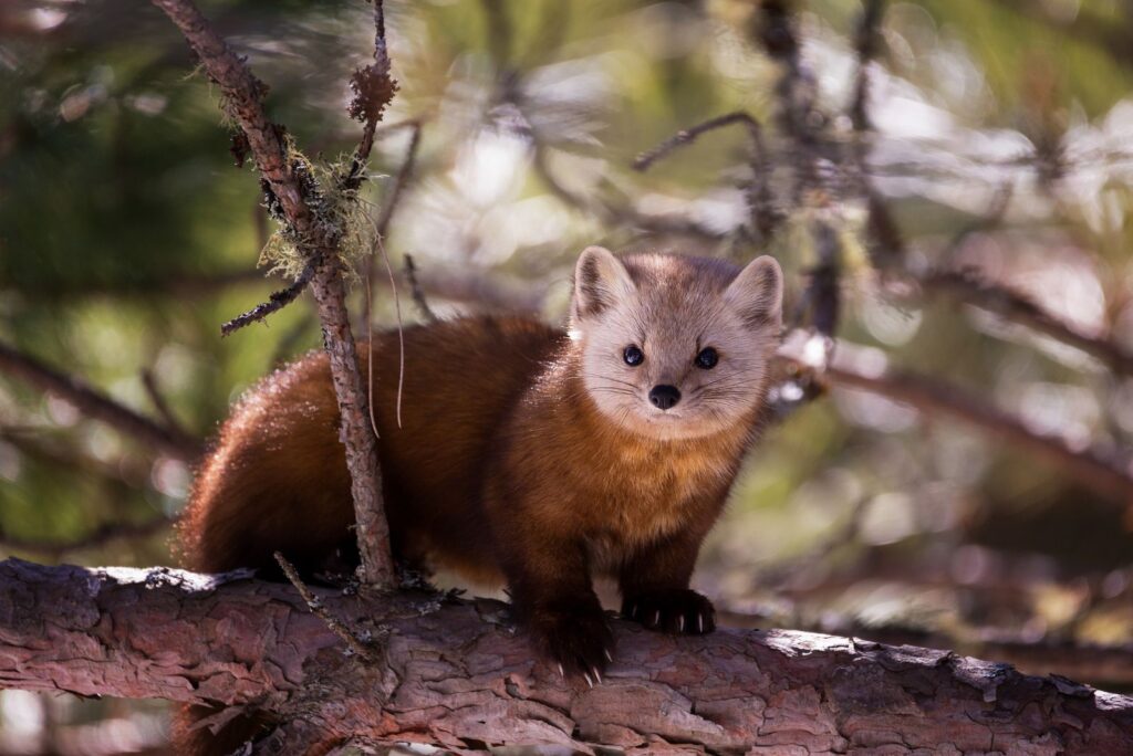 American Marten