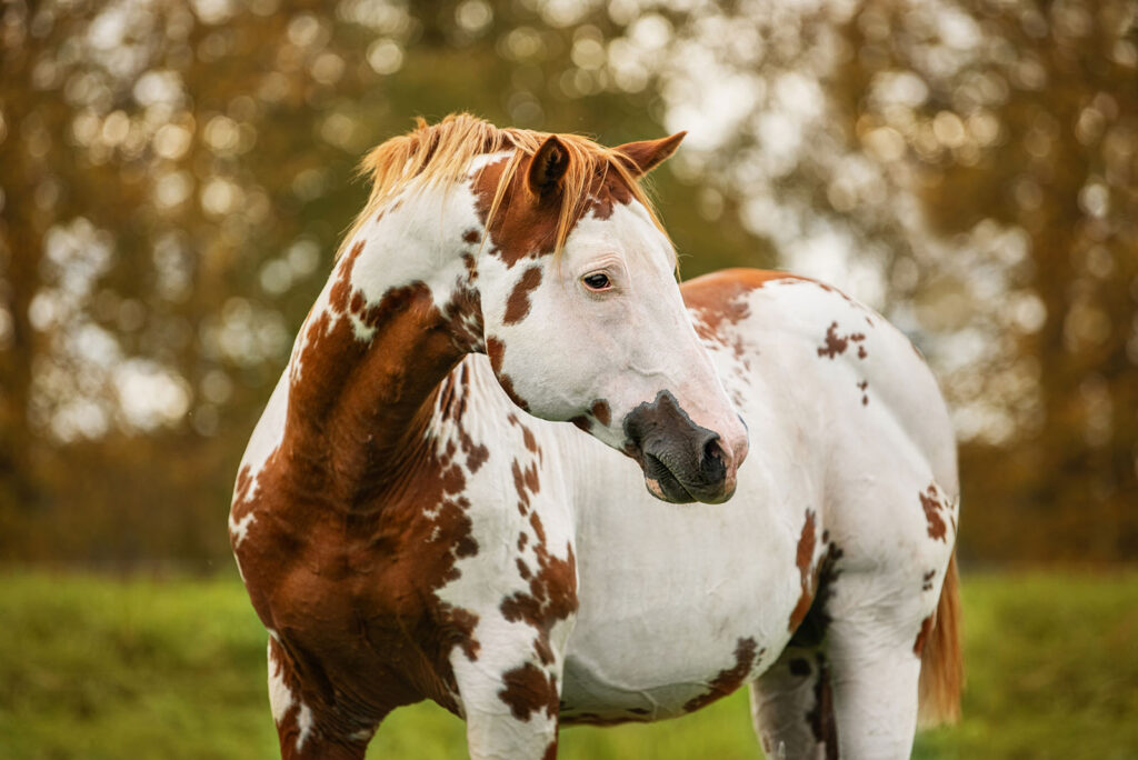 American Paint Horse