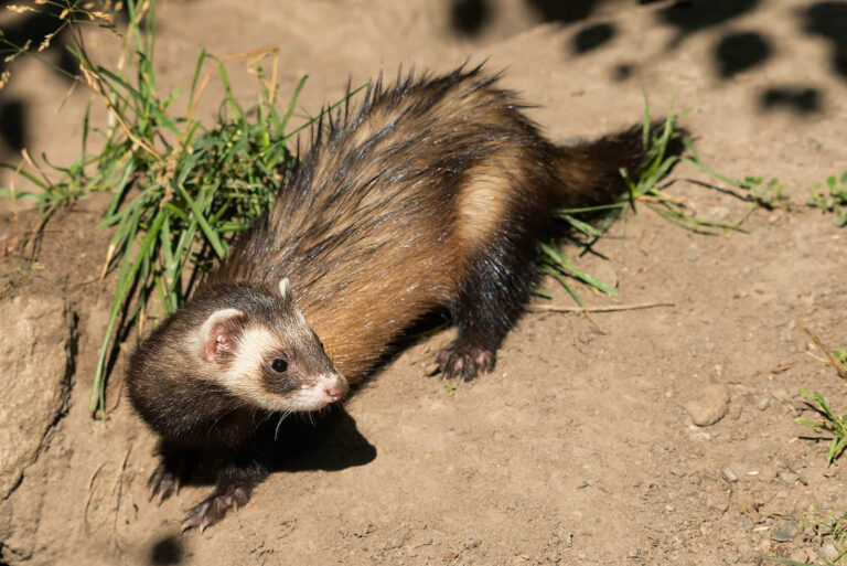17 Rare Animals That Can Only Be Found In The U.S.