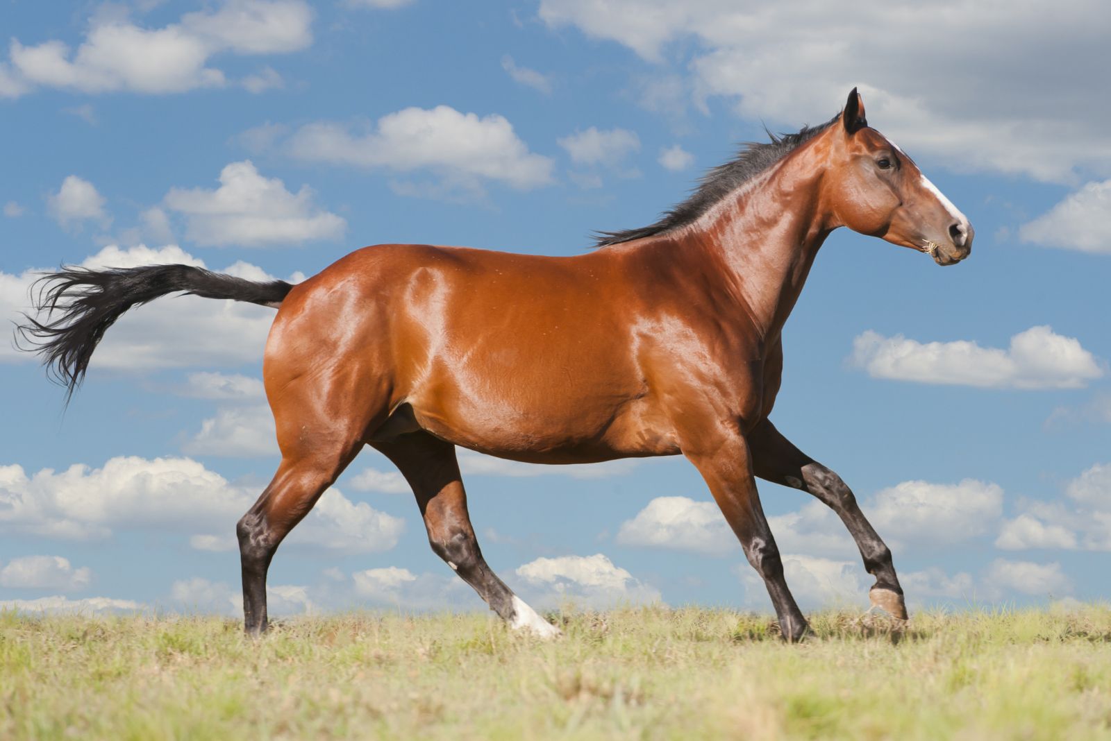 American Quarter Horse