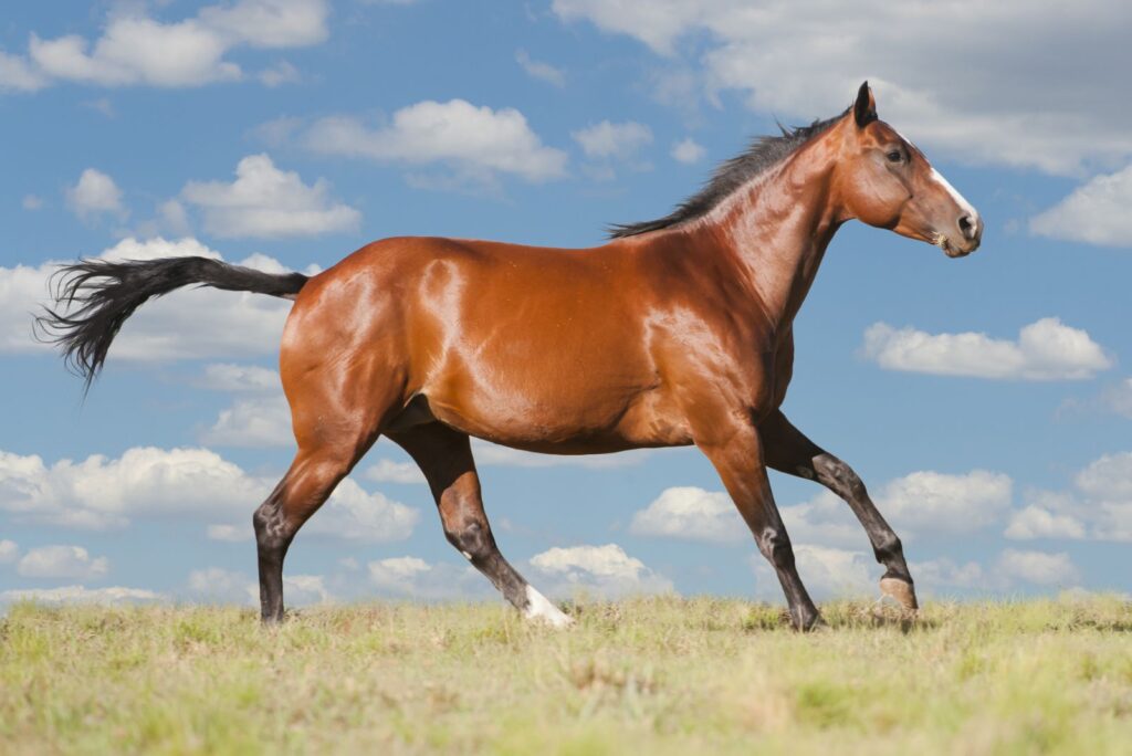 American Quarter Horse