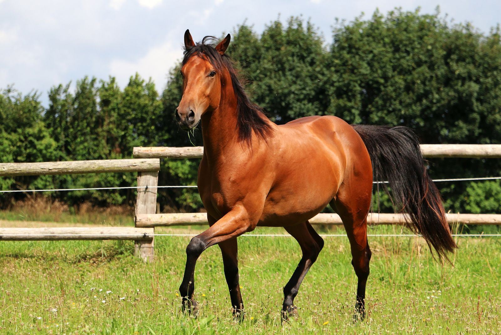 American Quarter Horse