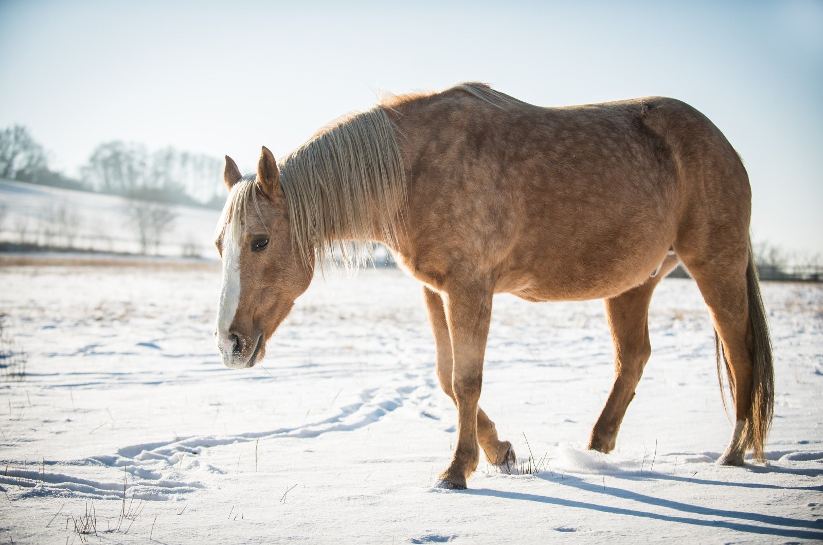 American Quarterhorse