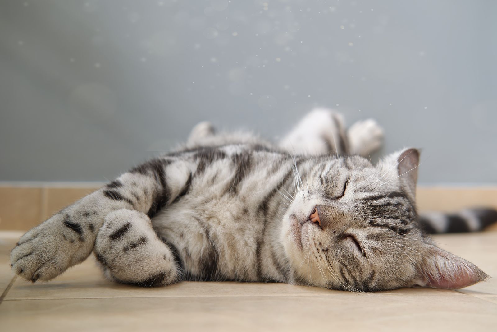 American Shorthair