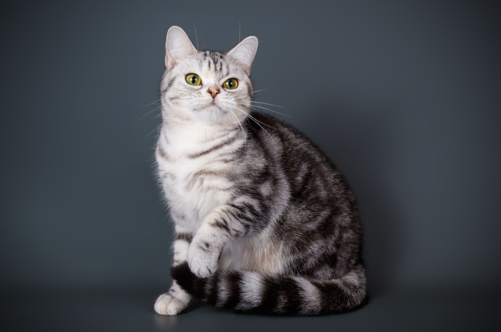 American Shorthair