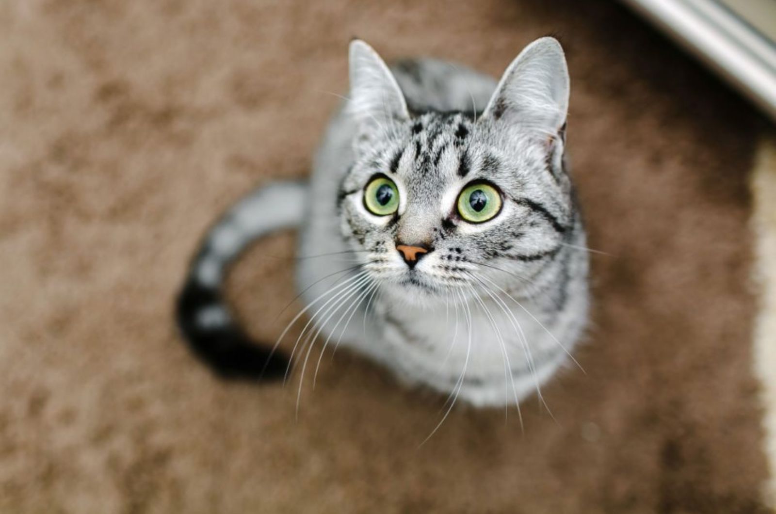 American Shorthair Cat