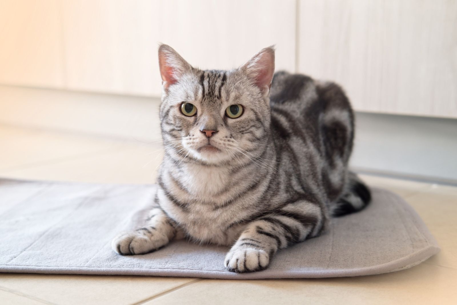 American Shorthair cat