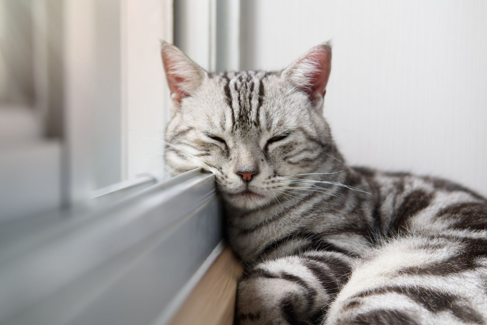 American Shorthair cat sleeping