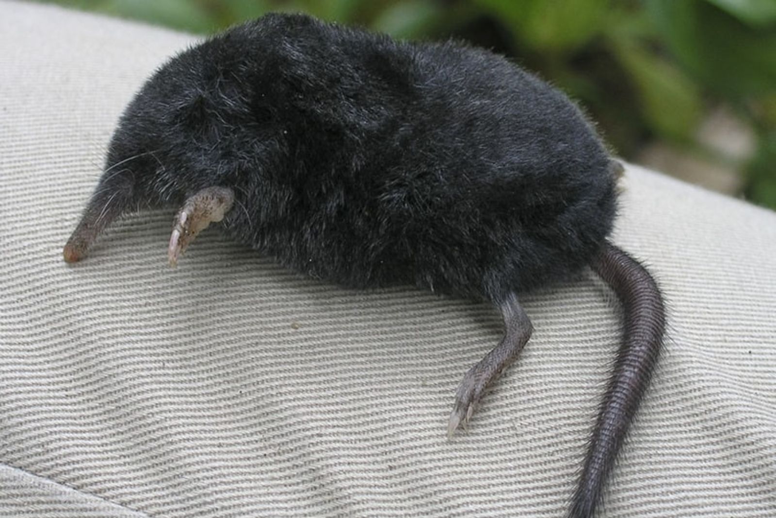 American Shrew Mole