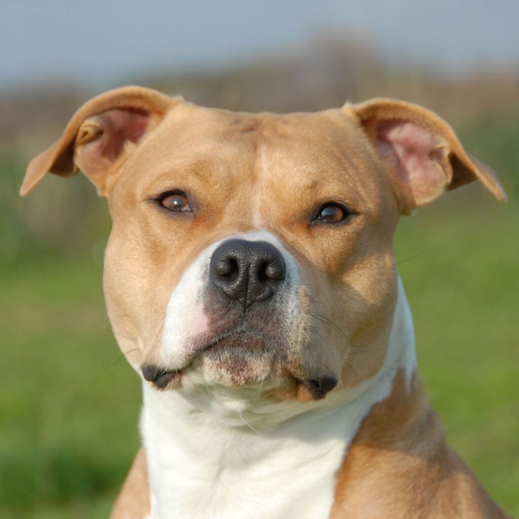 American Staffordshire Terrier