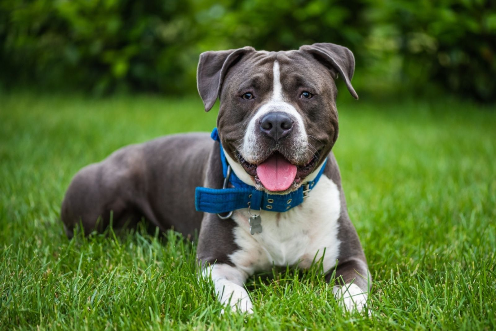 American Staffordshire Terrier