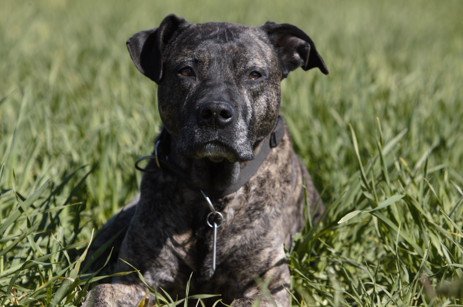 American Staffordshire Terrier