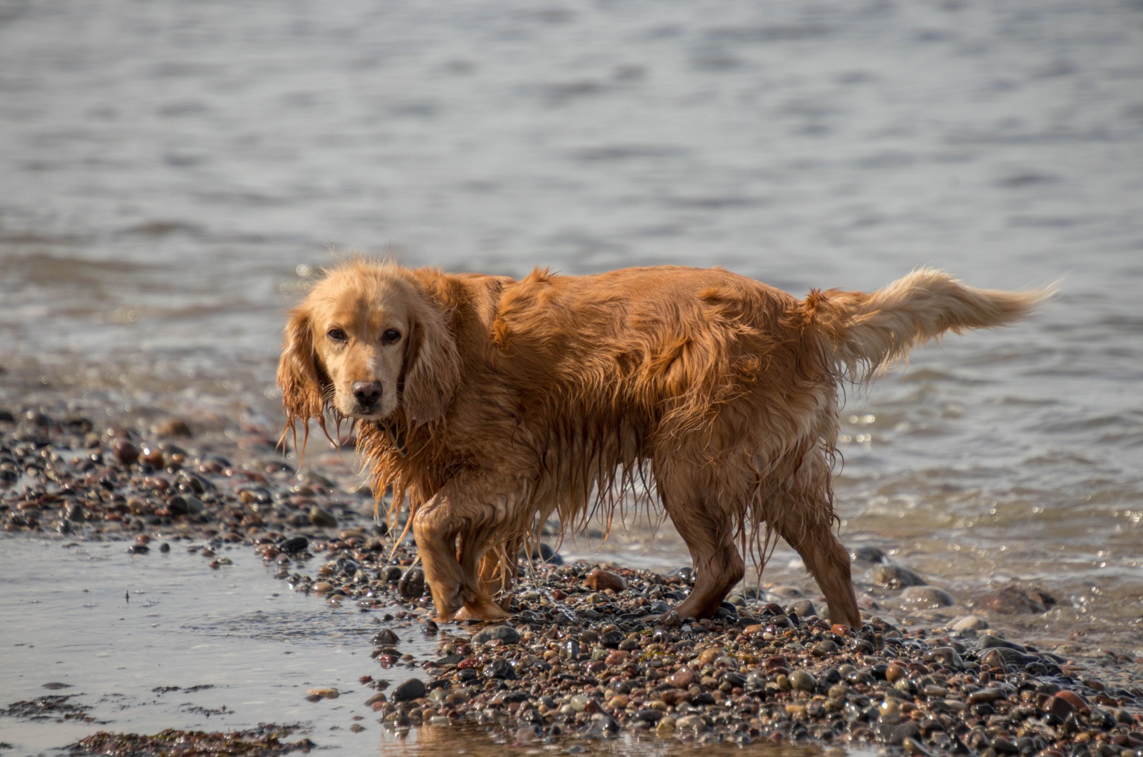 American Water Spaniel