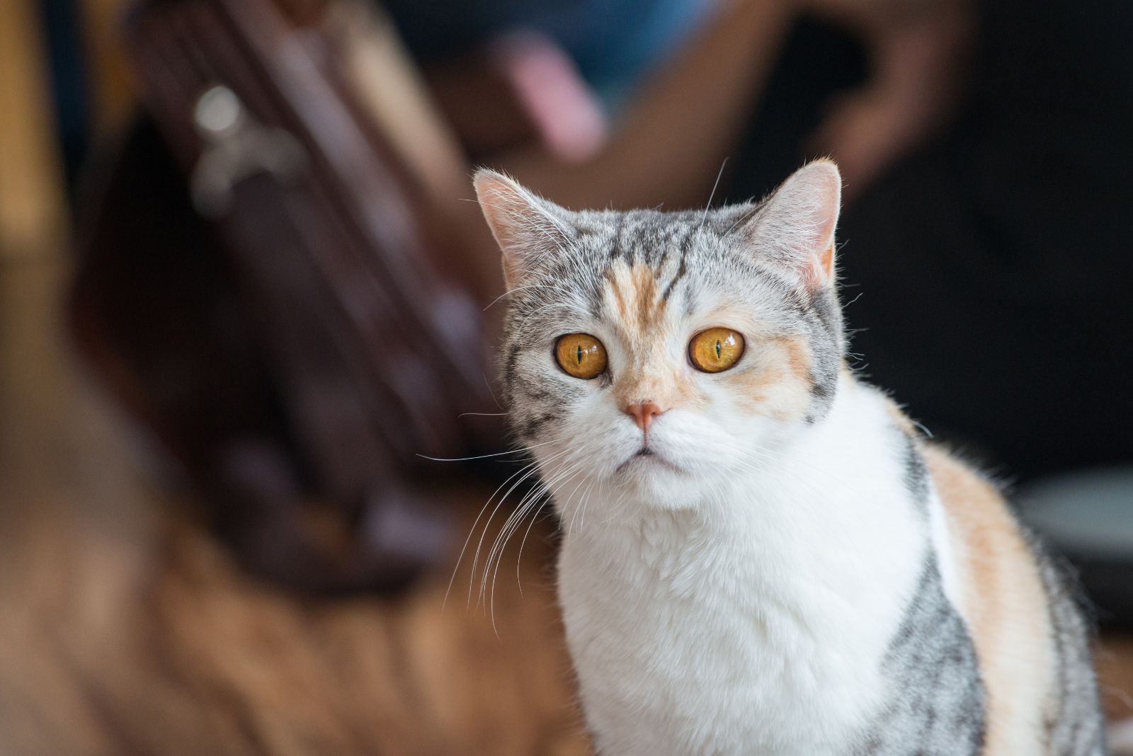 American Wirehair