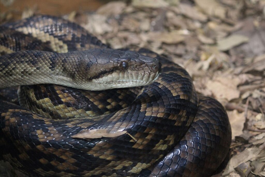 Amethystine Python