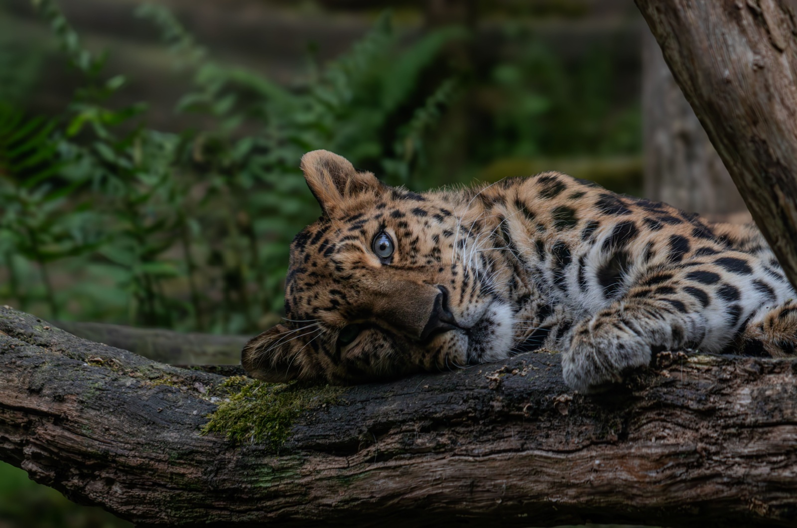 Amur Leopard