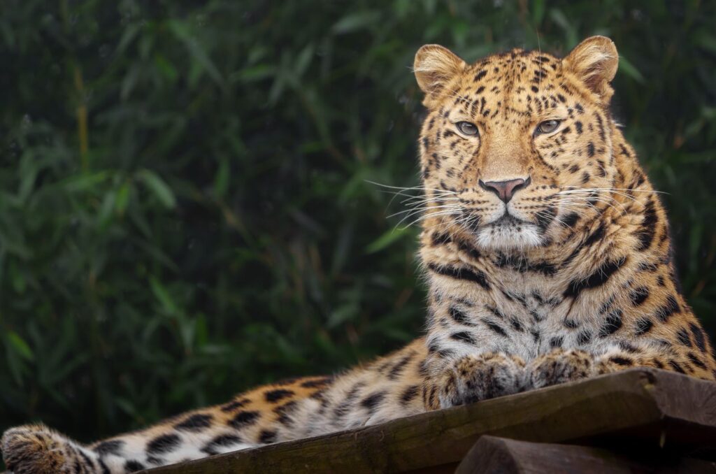 Amur Leopard