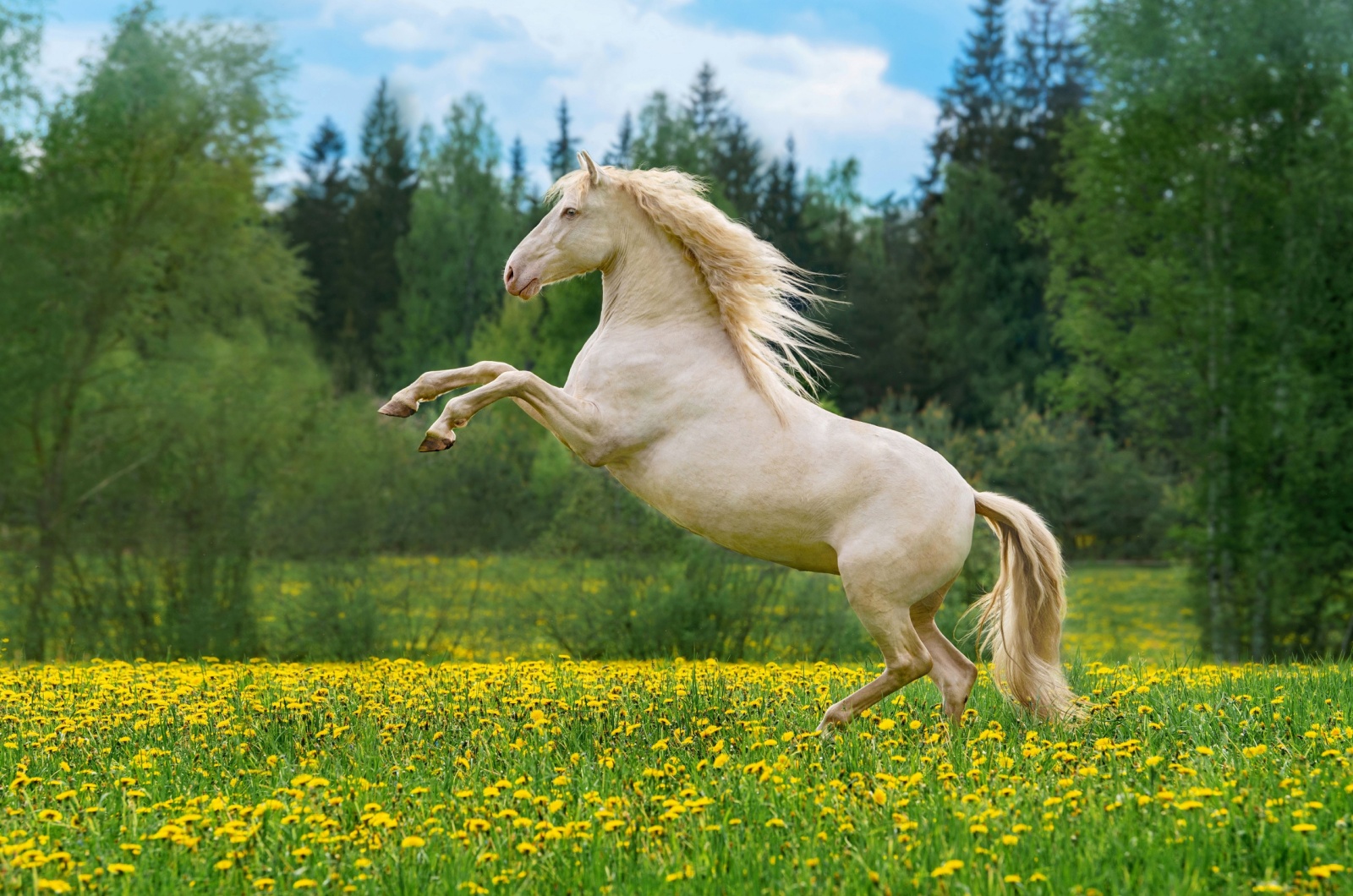 Andalusian horse