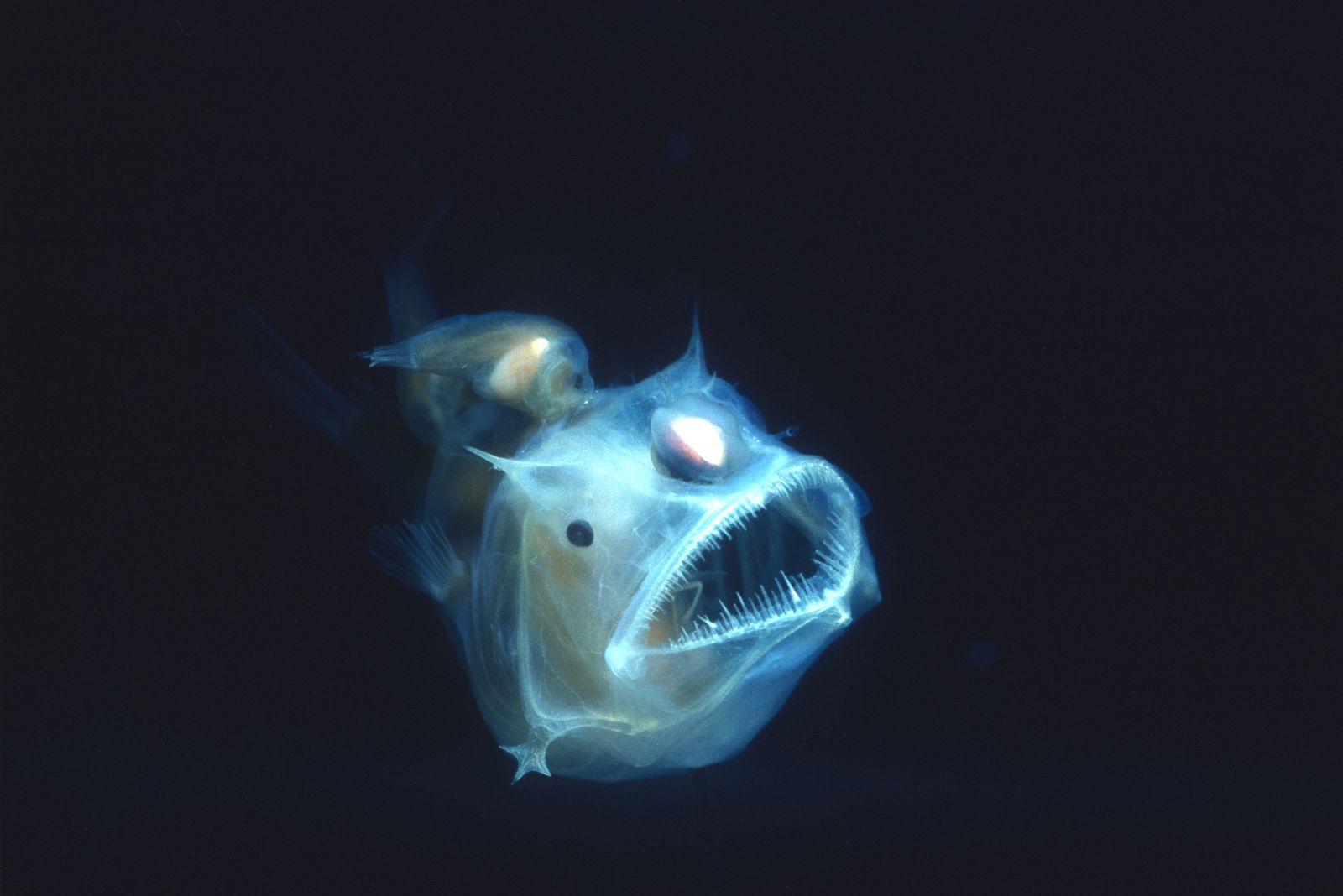 Anglerfish