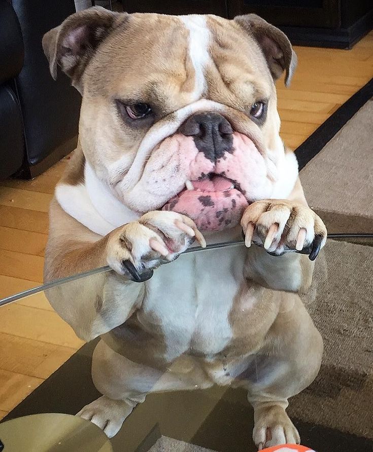 Angry Bulldog