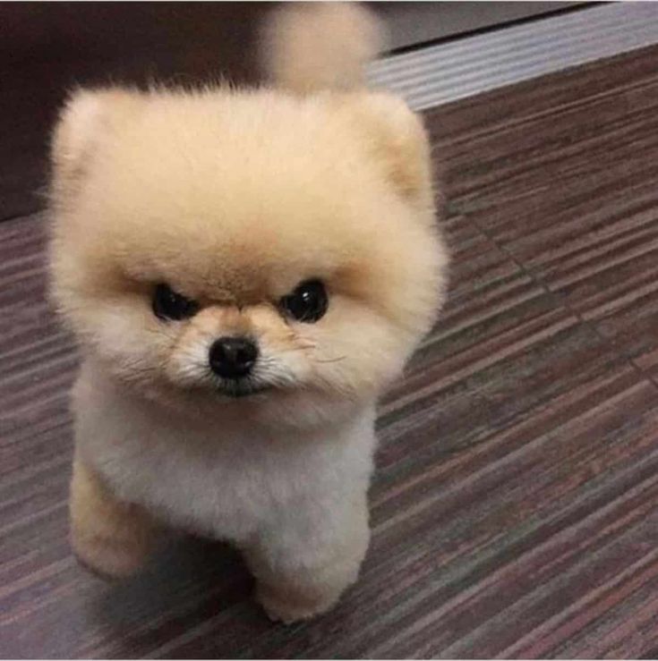 Angry Pomeranian