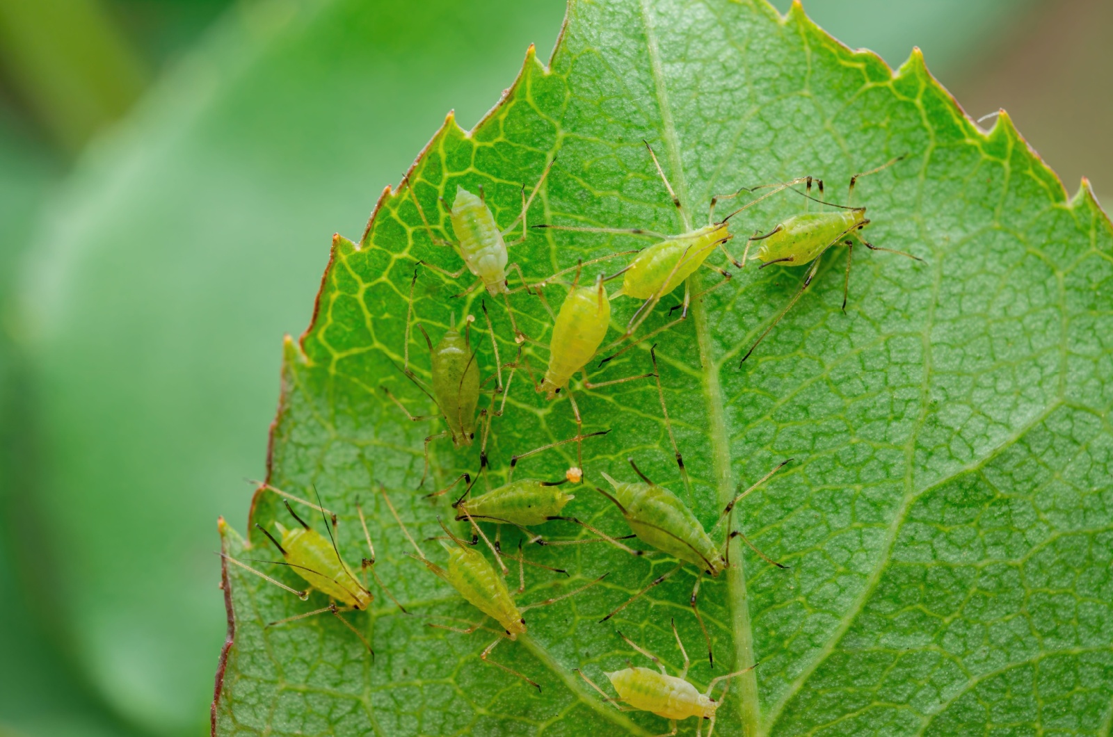 Aphids