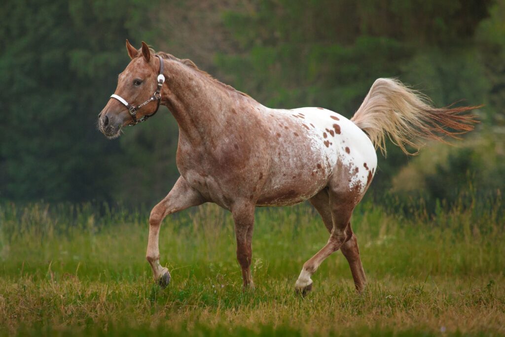 Appaloosa