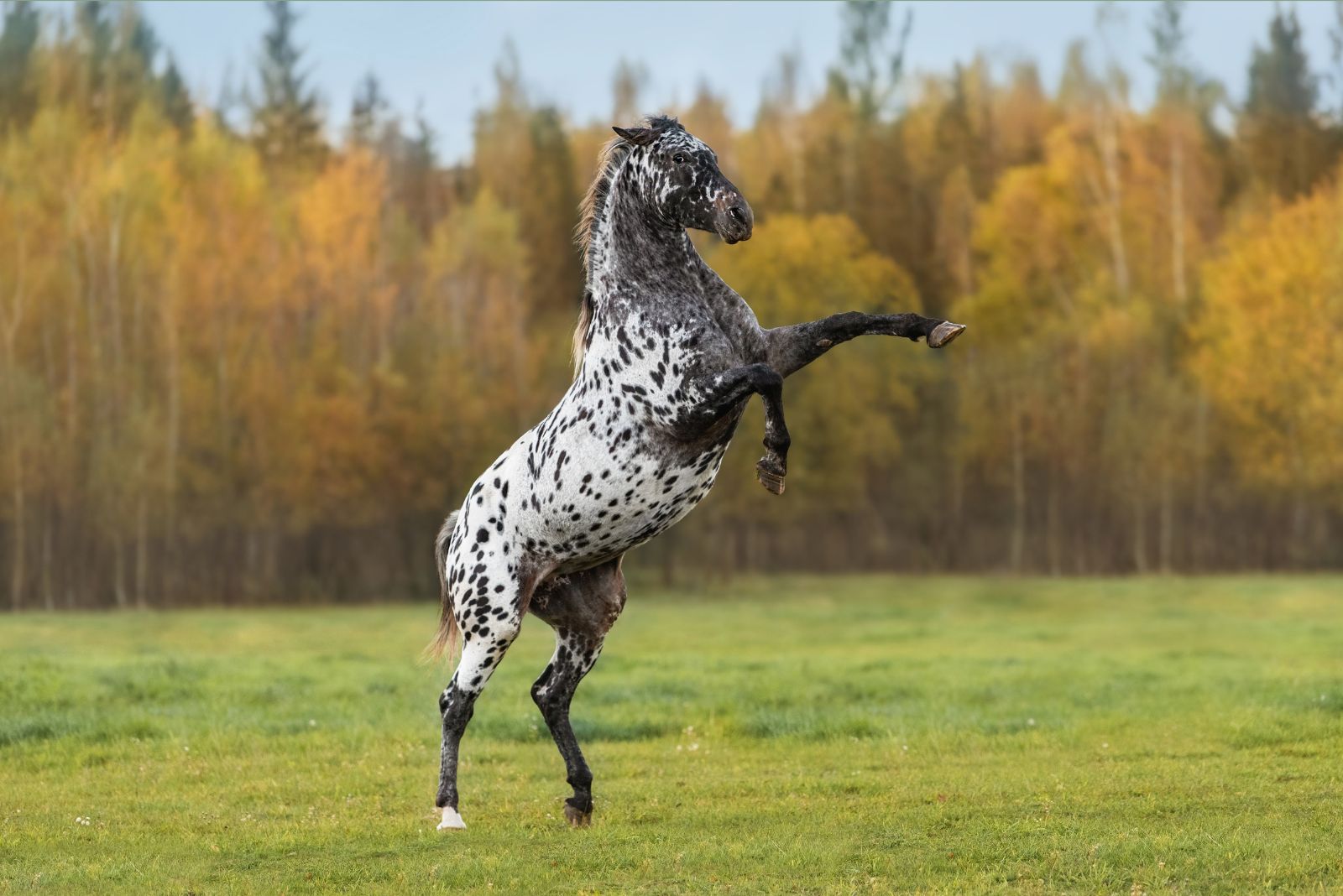 Appaloosa