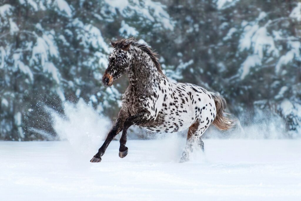 Appaloosa