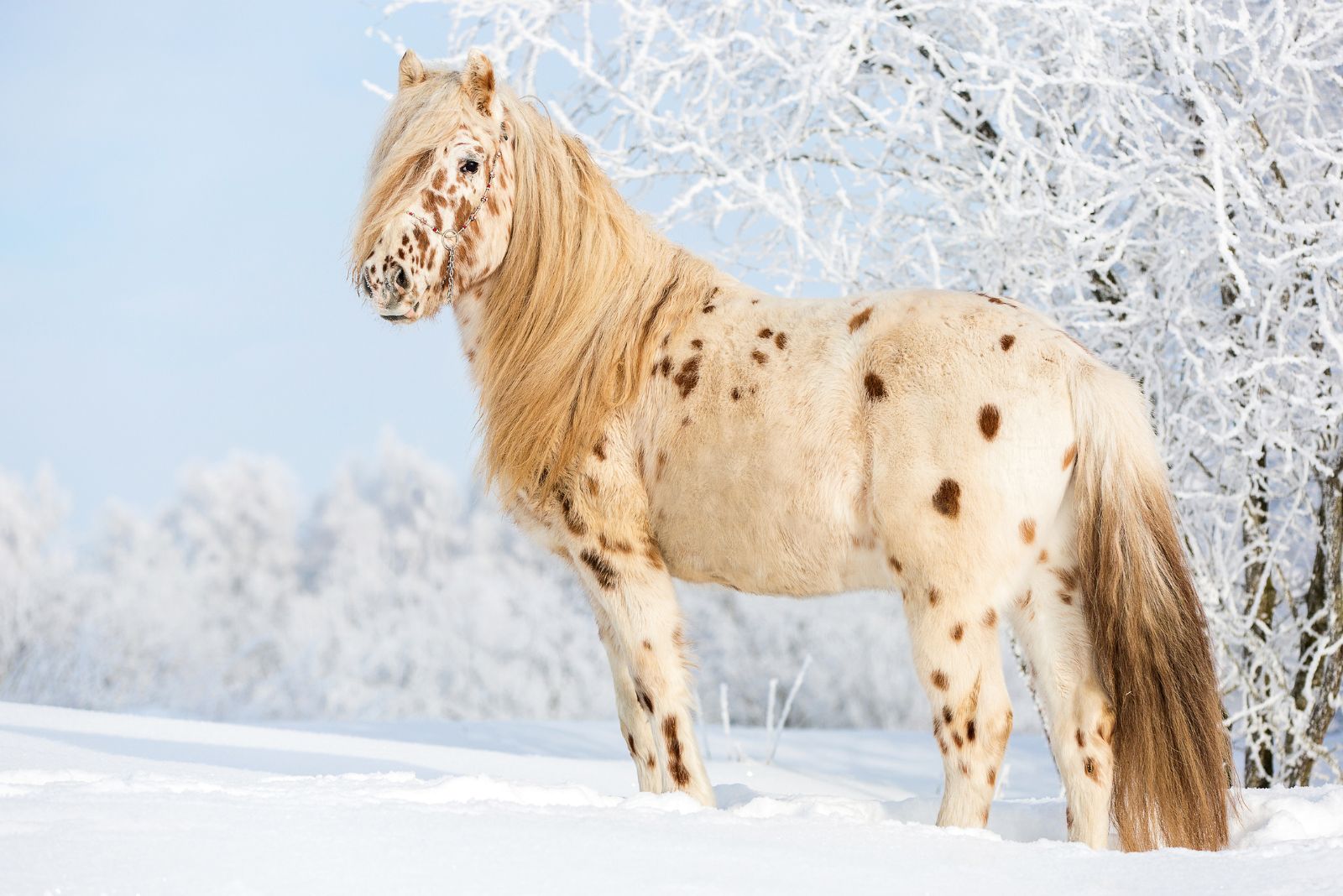 Appaloosa Horse