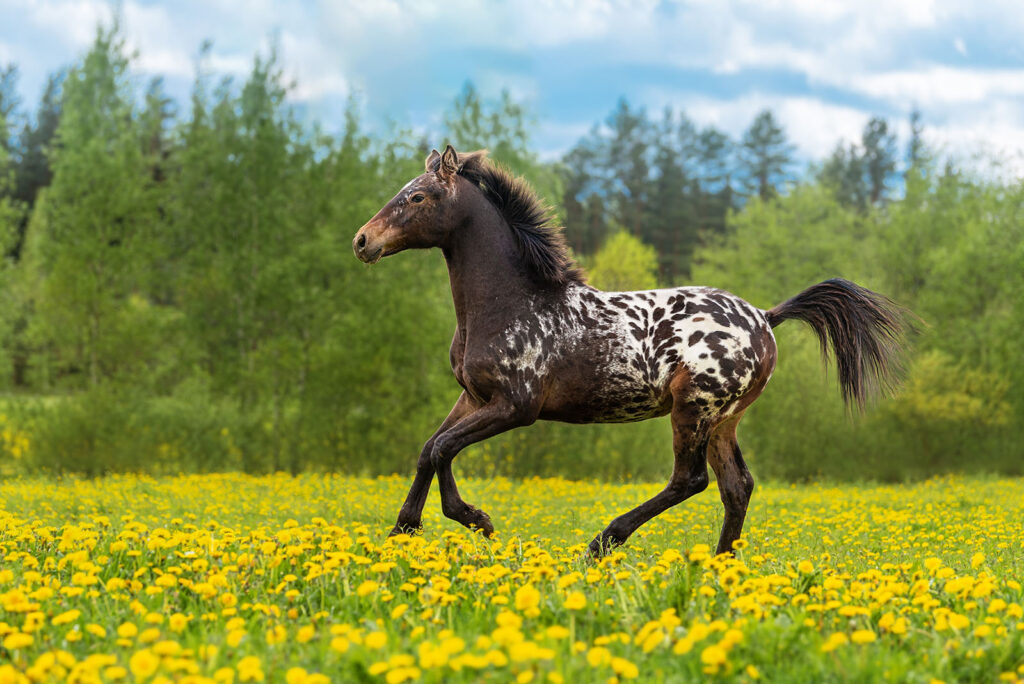 Appaloosa Pattern