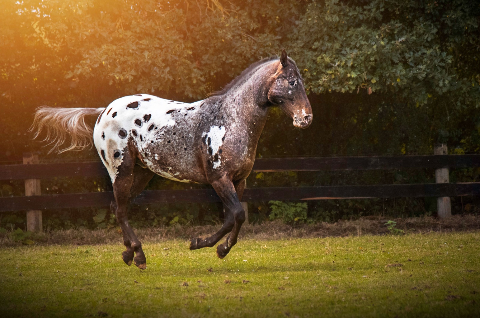 Appaloosa