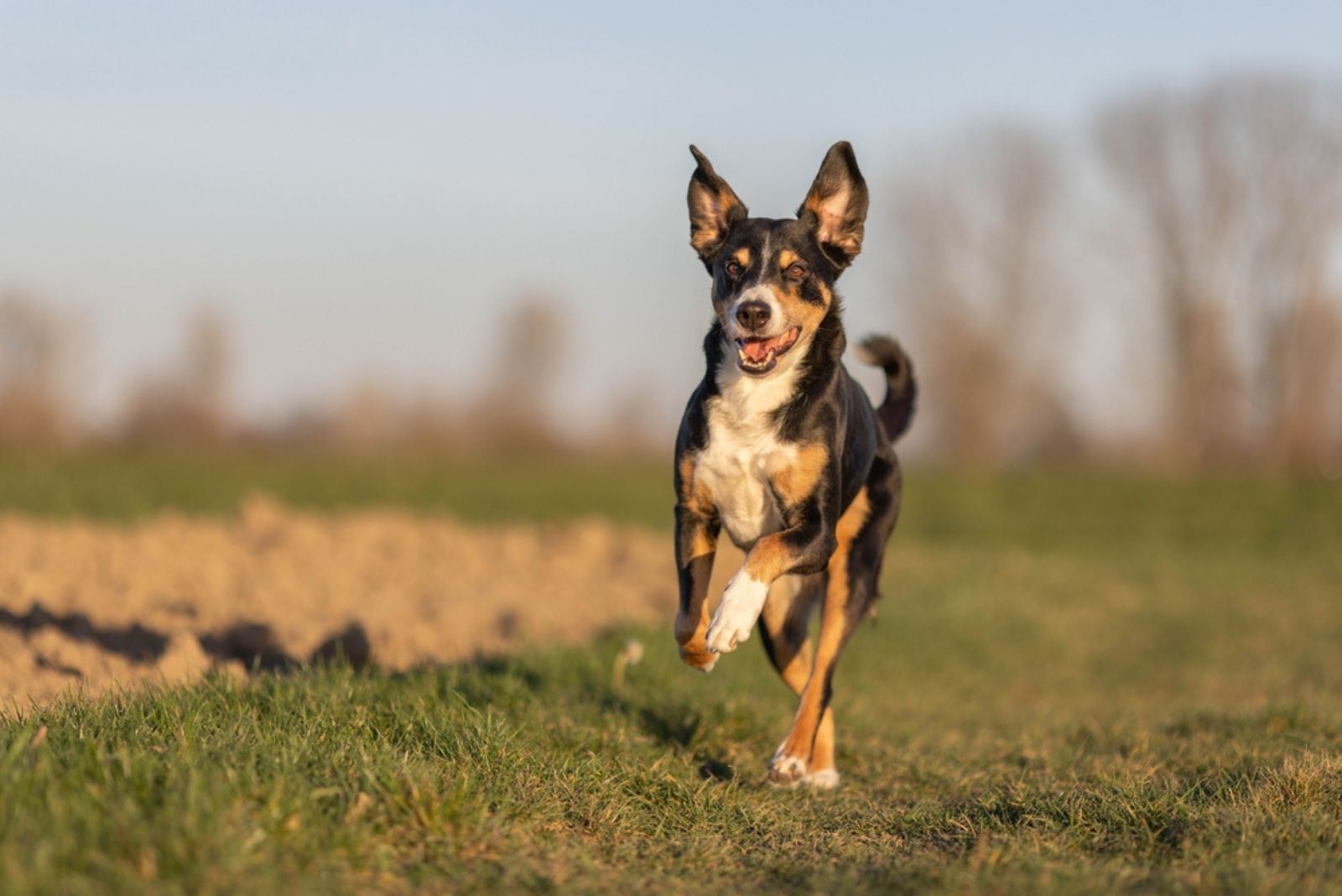 Appenzeller Sennenhund