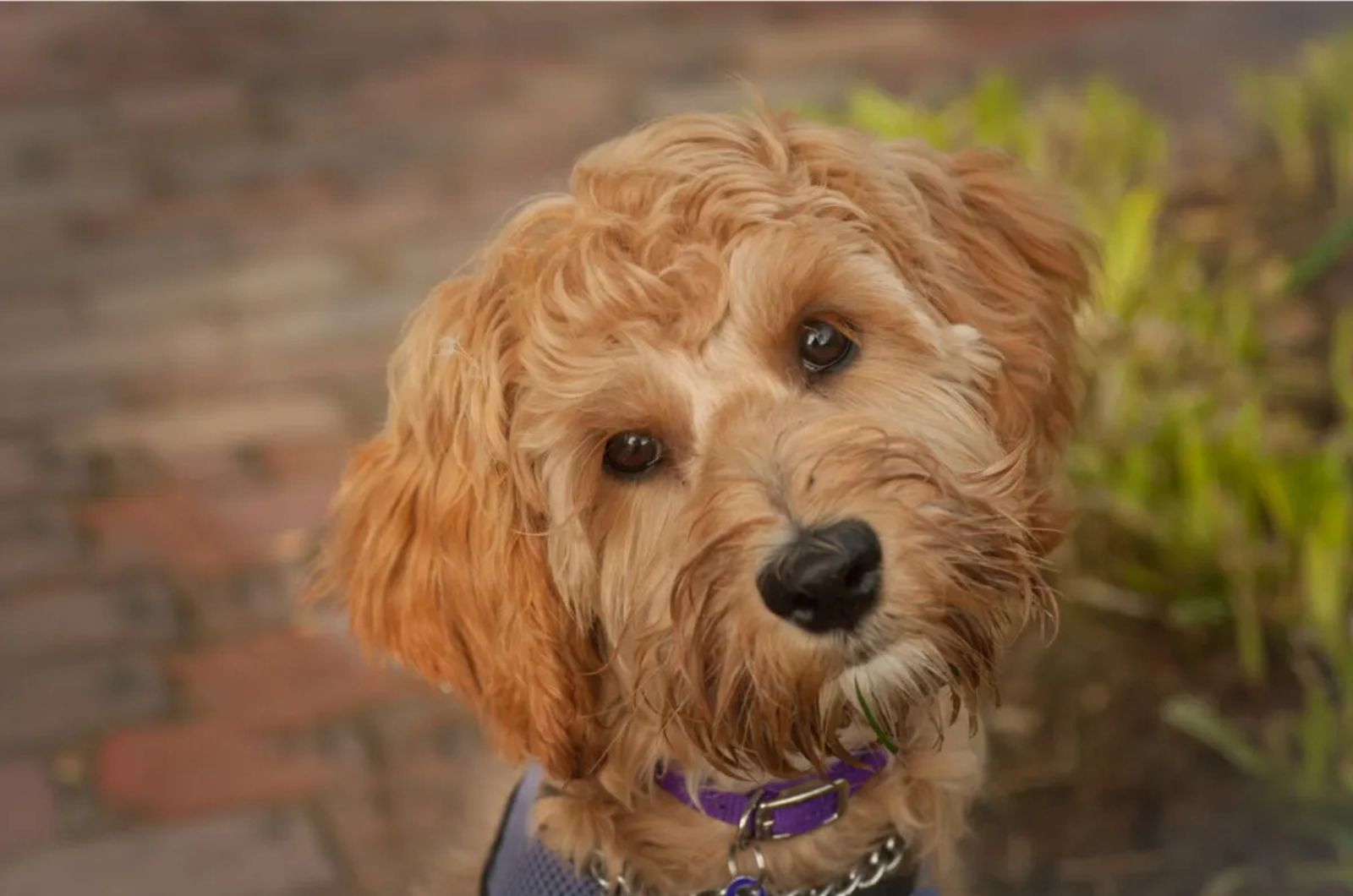 Apricot Labradoodle