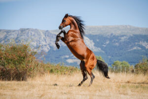Best Riding Animals 11 Horse Breeds That Are Perfect Riding Companions