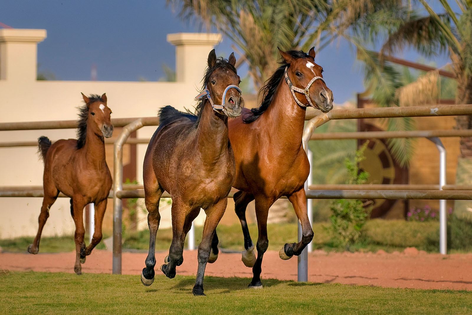 Arabian Horse