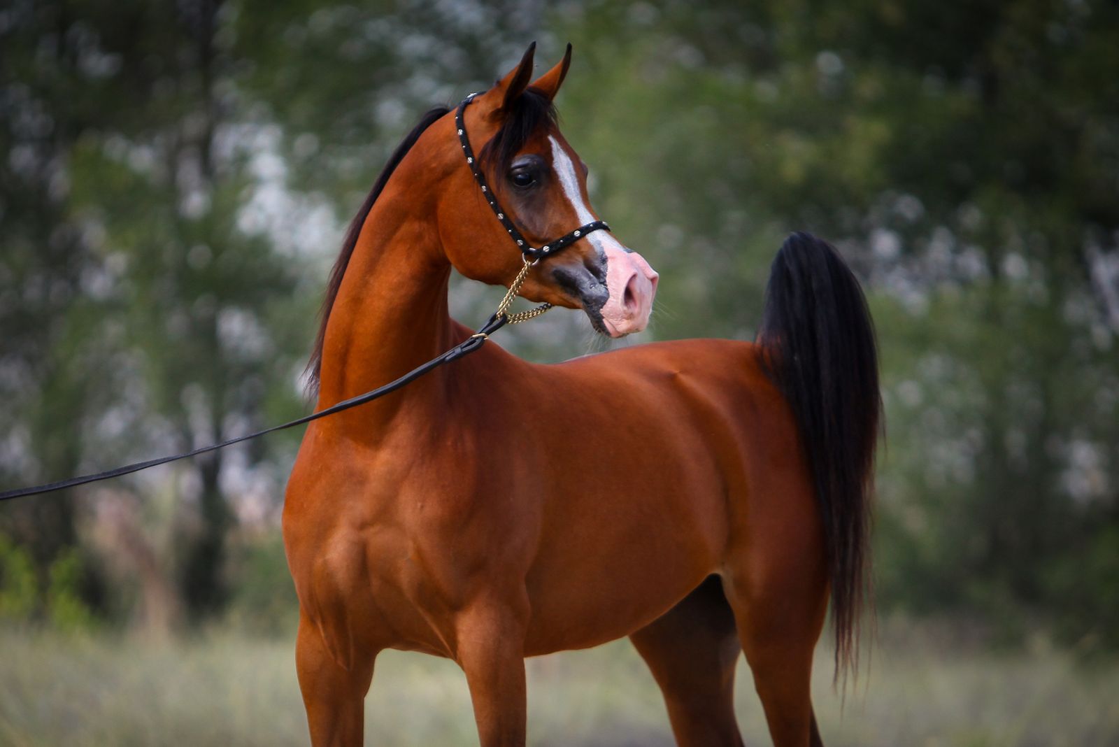 Arabian Horse