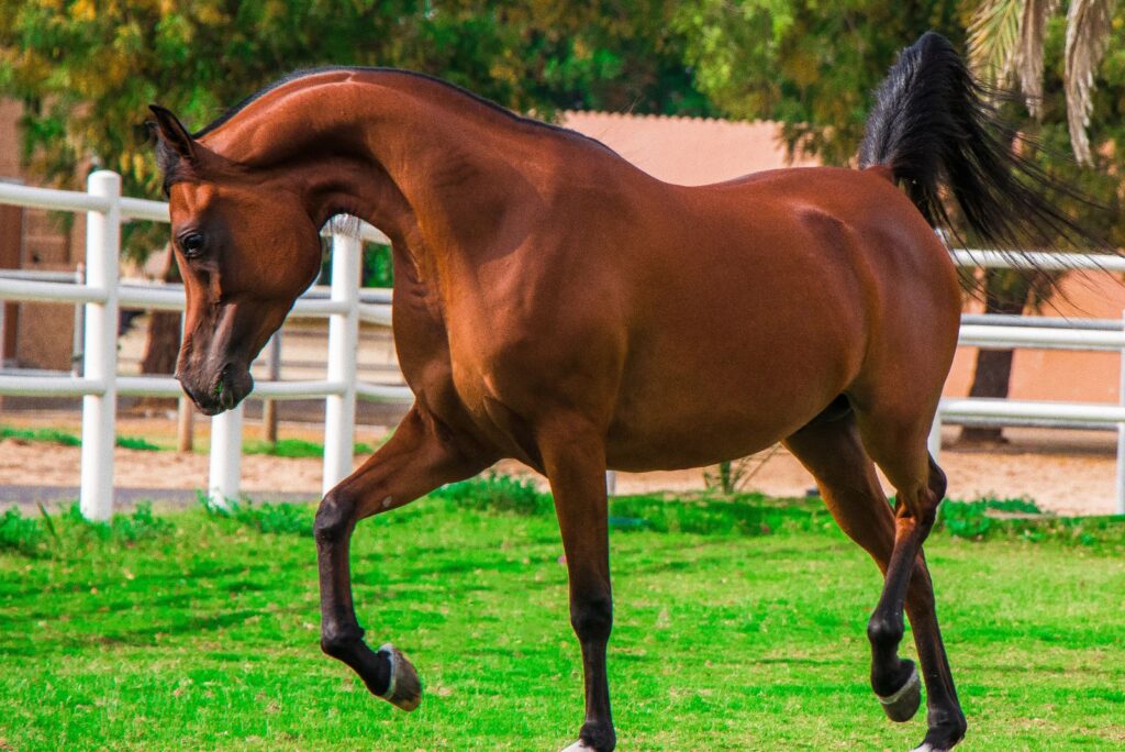 Arabian horse