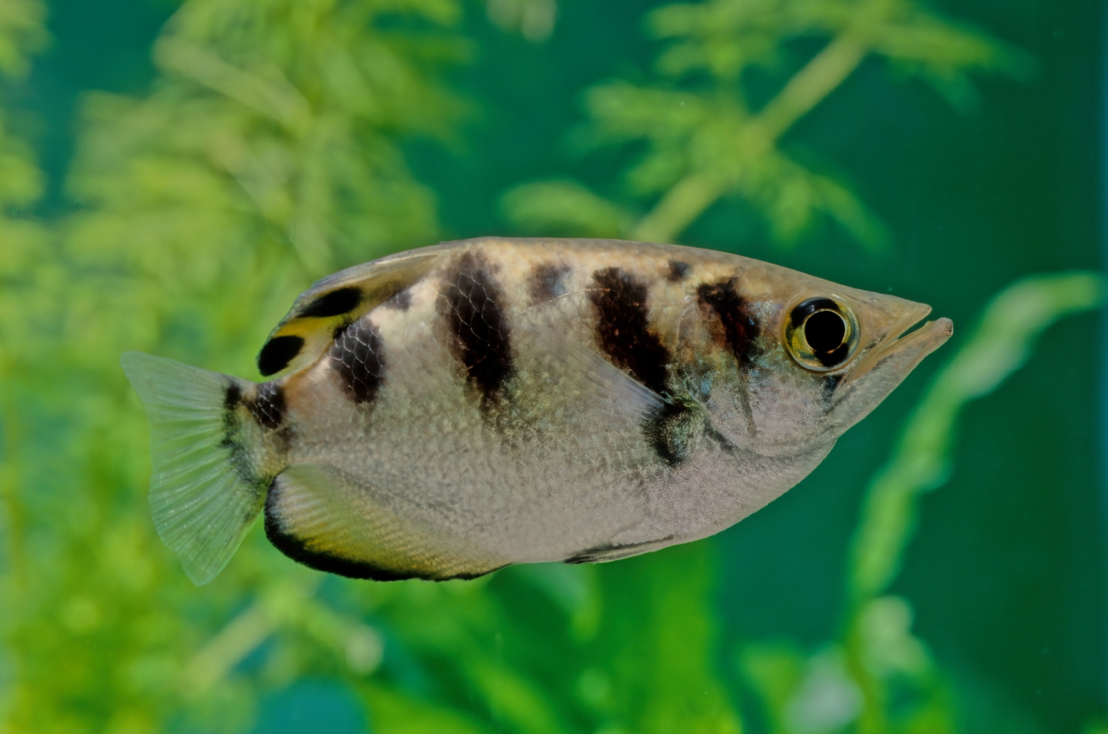 Archerfish