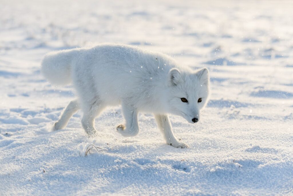 Arctic Foxes