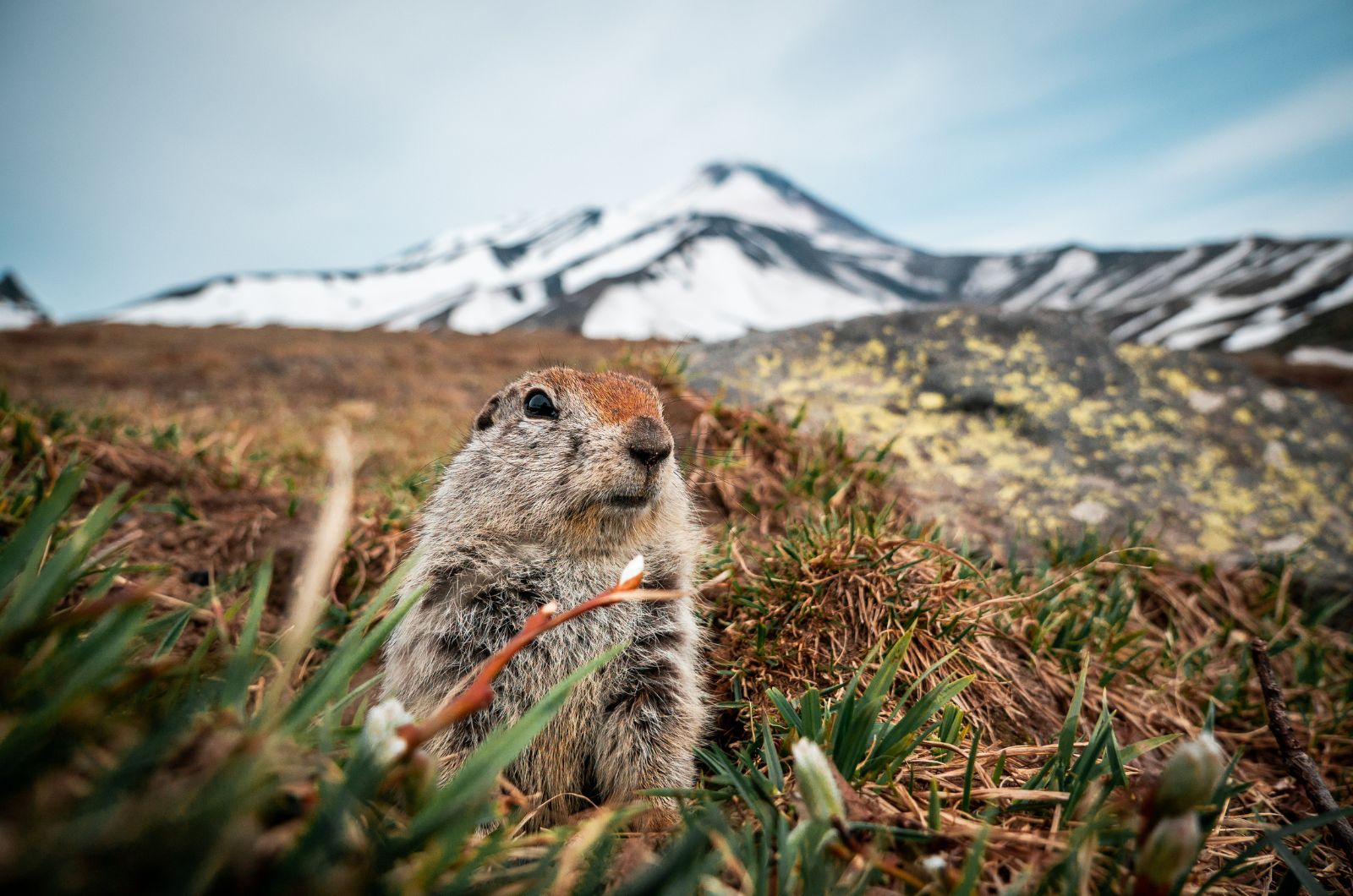 Arctic Ground Squirrels