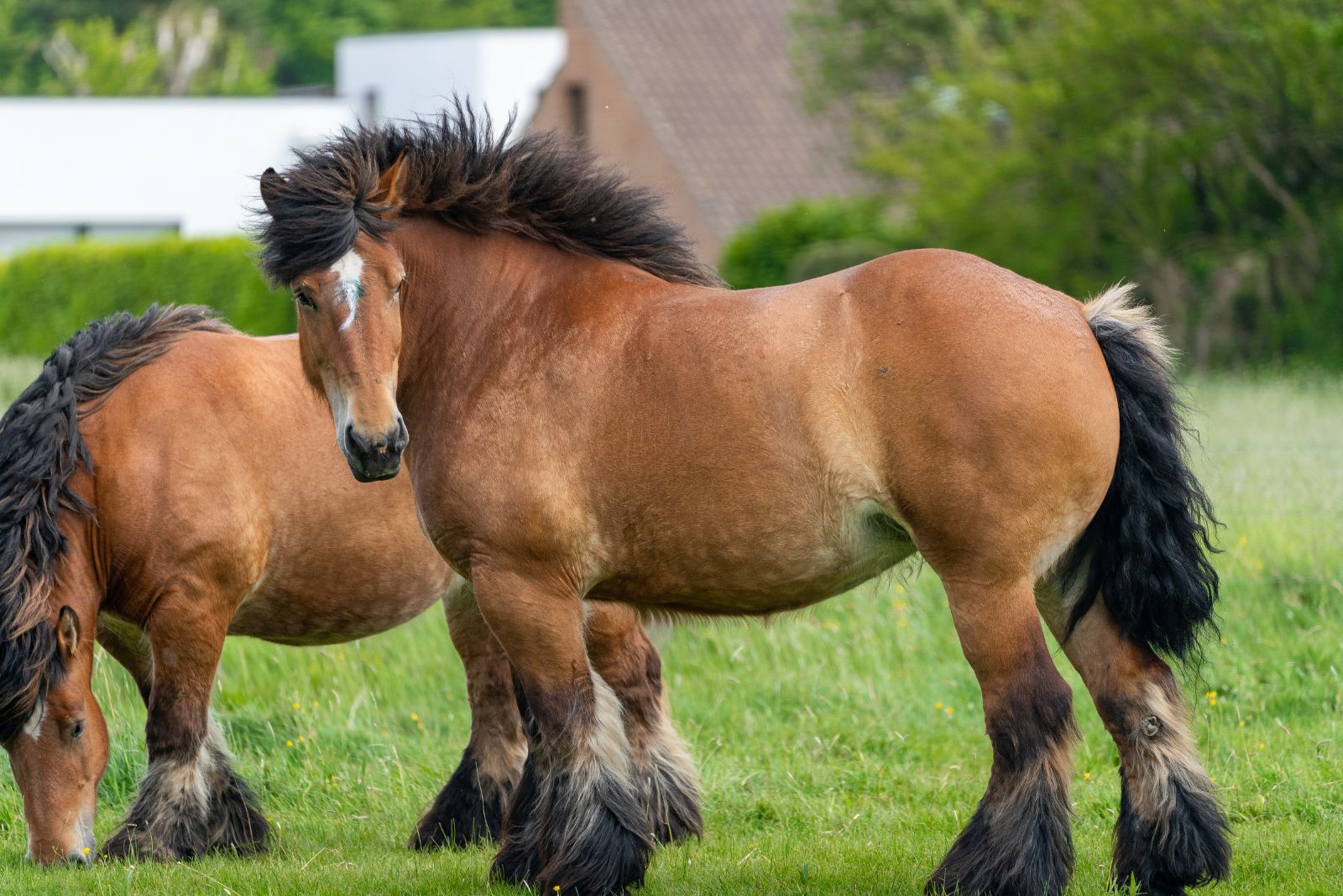 Ardennes horse